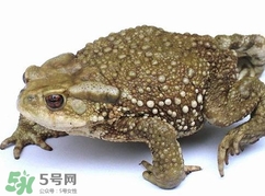 蟾蜍怎么讀？蟾蜍是保護動物嗎？