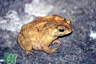 蟾蜍怎么分辨公母？蟾蜍如何養(yǎng)殖