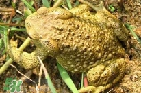 蟾蜍能治療癌癥嗎？蟾蜍能治什么病
