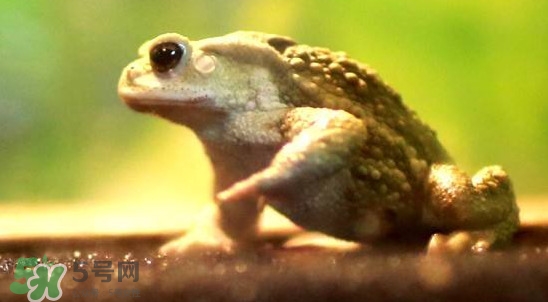 蟾蜍是害蟲還是益蟲？蟾蜍是幾級保護(hù)動物