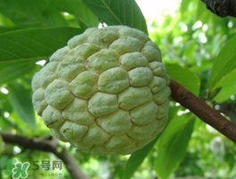 番荔枝什么時候成熟？番荔枝什么時候開花？