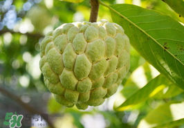 番荔枝什么時候成熟？番荔枝什么時候開花？