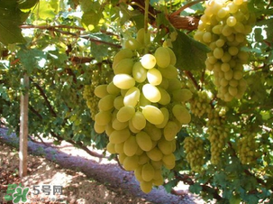 馬奶葡萄多少錢一斤？馬奶葡萄2017價(jià)格