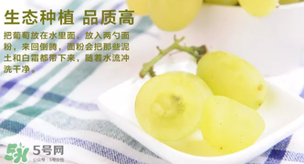 馬奶葡萄怎么保存？馬奶葡萄保存方法