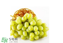 馬奶葡萄怎么保存？馬奶葡萄保存方法