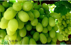 馬奶葡萄怎么保存？馬奶葡萄保存方法