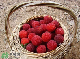 煮楊梅汁需要煮多長時間？楊梅汁怎么煮？