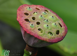 蓮蓬多少錢一斤？蓮蓬多少錢一個(gè)？