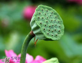 蓮蓬多少錢一斤？蓮蓬多少錢一個(gè)？