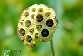 蓮蓬什么時(shí)候成熟？蓮蓬什么時(shí)候上市？