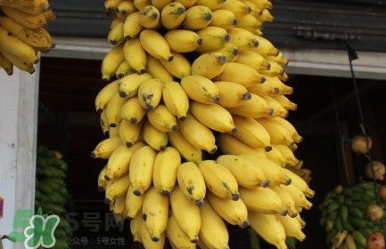 芭蕉不熟可以吃嗎？芭蕉怎么催熟