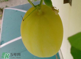 黃金瓜什么時候成熟？黃金瓜什么時候吃？