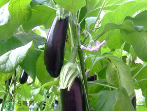 茄子怎么挑選？如何挑選茄子？
