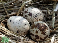 鵪鶉蛋能帶皮吃嗎？鵪鶉蛋能多吃嗎？