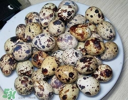 鵪鶉蛋和雞蛋哪個營養(yǎng)價值高？鵪鶉蛋怎么選購？