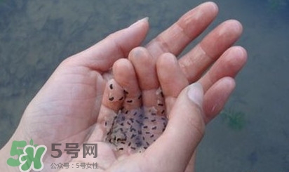 蟾蜍是不是癩蛤??？蟾蜍和青蛙的區(qū)別
