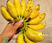 芭蕉熱量高嗎？芭蕉可以減肥嗎