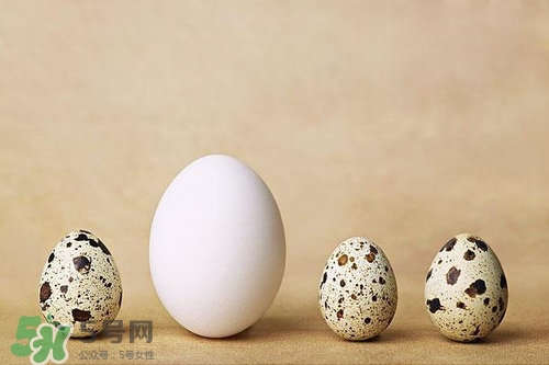 鵪鶉蛋能帶皮吃嗎？鵪鶉蛋能多吃嗎？