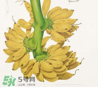 芭蕉不能和什么一起吃？芭蕉什么人不能吃