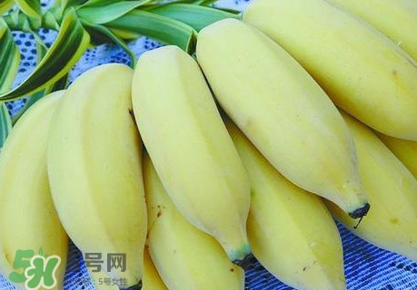芭蕉里面的黑籽是什么？芭蕉是草本類還是木本類