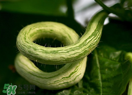 蛇瓜什么時(shí)候種？蛇瓜的種植方法