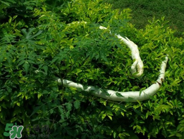 蛇瓜什么時(shí)候種？蛇瓜的種植方法