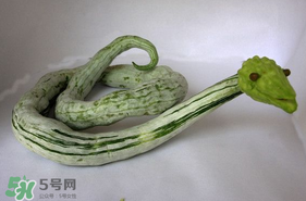蛇瓜怎么挑選？蛇瓜的選購技巧
