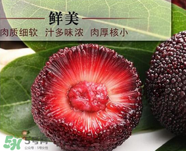 荸薺楊梅和東魁楊梅哪個好吃？荸薺楊梅跟東魁楊梅有什么區(qū)別？