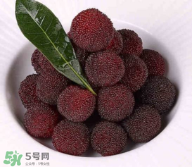 荸薺楊梅和東魁楊梅哪個好吃？荸薺楊梅跟東魁楊梅有什么區(qū)別？