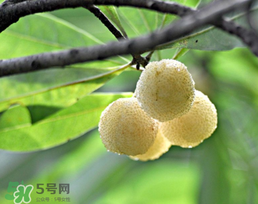 白楊梅多少錢一斤？白楊梅產(chǎn)地
