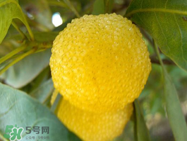 白楊梅可以泡酒嗎？白楊梅泡酒有什么功效？