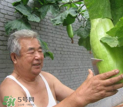 砍瓜種子哪里有賣的？砍瓜多少錢一斤？
