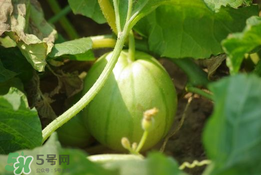 菜瓜多少錢一斤？菜瓜怎么挑？
