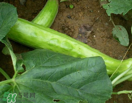 菜瓜多少錢一斤？菜瓜怎么挑？