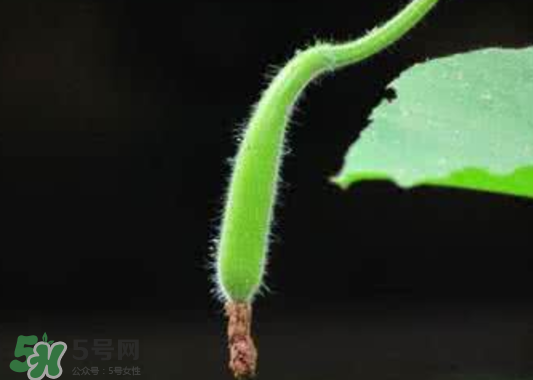 苦瓠子有毒嗎？苦瓠子中毒怎么辦？