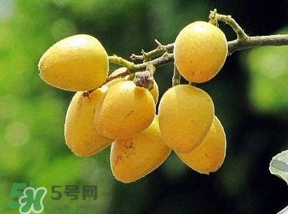 黃皮果怎么吃？黃皮果有什么功效