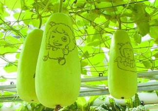 蒲瓜不能和什么一起吃？蒲瓜和什么相克？