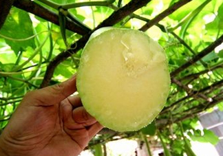 砍瓜種子哪里有賣(mài)的？砍瓜多少錢(qián)一斤？