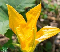 南瓜花怎么洗？南瓜花怎么處理