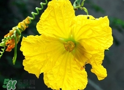 南瓜花有什么作用？南瓜花的作用及禁忌