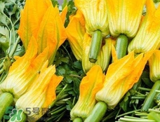 南瓜花花蕊能吃嗎？南瓜花是雌雄同株嗎