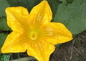 南瓜花怎么洗？南瓜花怎么處理