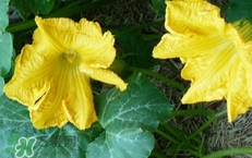 南瓜花花蕊能吃嗎？南瓜花是雌雄同株嗎