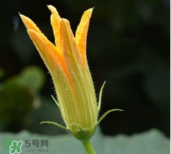 南瓜花花蕊能吃嗎？南瓜花是雌雄同株嗎