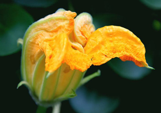 南瓜花怎么洗？南瓜花怎么處理