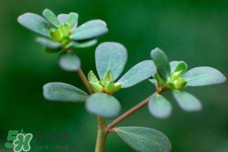 螞蚱菜洗好后怎么保存？剛采的螞蚱菜能存放幾天