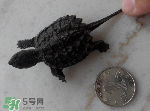 鱷龜是保護動物嗎？鱷龜是外來物種嗎