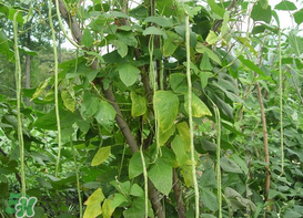 7月份可以種豆角嗎？豆角幾月份種？