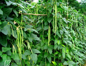7月份可以種豆角嗎？豆角幾月份種？