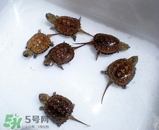 鱷龜最大能長多大？鱷龜是水龜還是陸龜